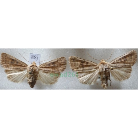 Hoplodrina octogenaria (Goeze, 1781) pair Czech88j